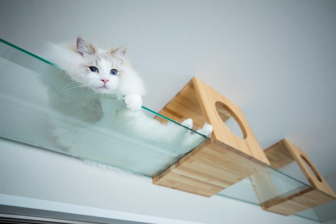 ＩＤ アーキテクチャル アトリエ 【岩見沢市/ペットとの暮らし】猫好きも納得のプラン！猫も人も伸び伸び暮らせるキャットウォークのある家の建築実例画像2