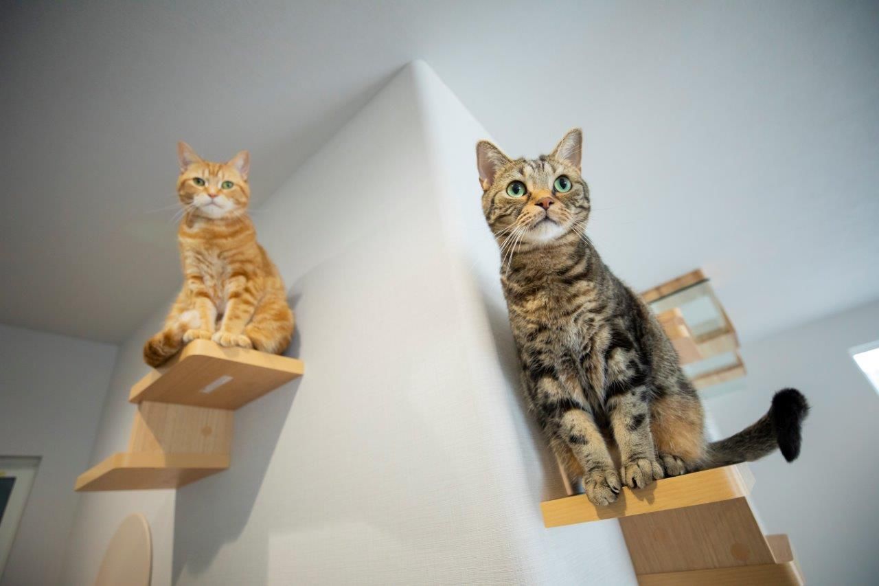 ＩＤ アーキテクチャル アトリエ 【岩見沢市/ペットとの暮らし】猫好きも納得のプラン！猫も人も伸び伸び暮らせるキャットウォークのある家の建築実例画像4