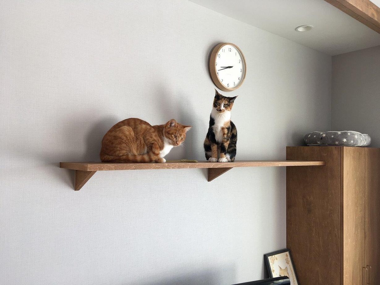 グリートホーム 猫がのびのびと暮らす　眺望自慢の家の建築実例画像2