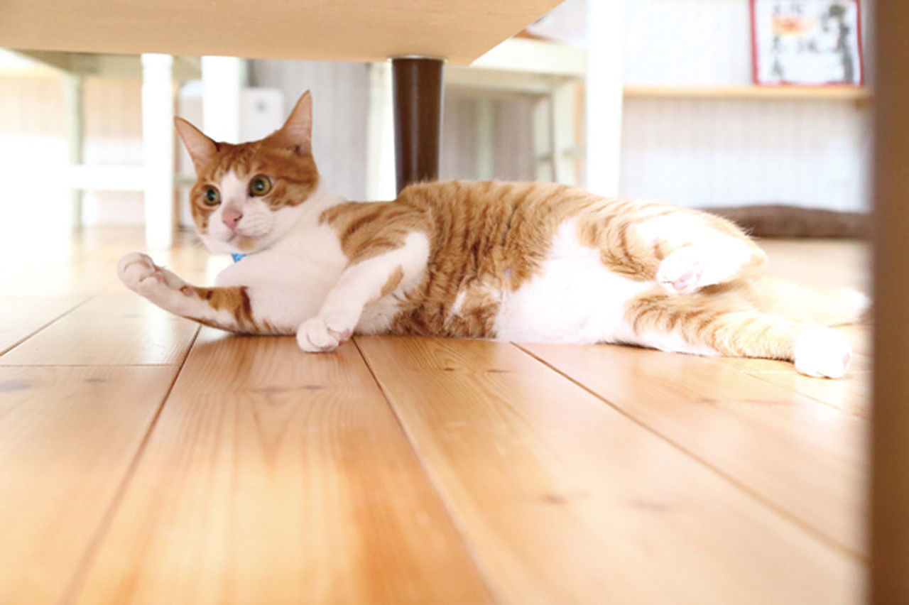 セルコホーム福岡西・宗像（福岡住宅） 猫5匹、犬２匹と暮らす平屋のハワイ風ガレージハウスの建築実例画像6