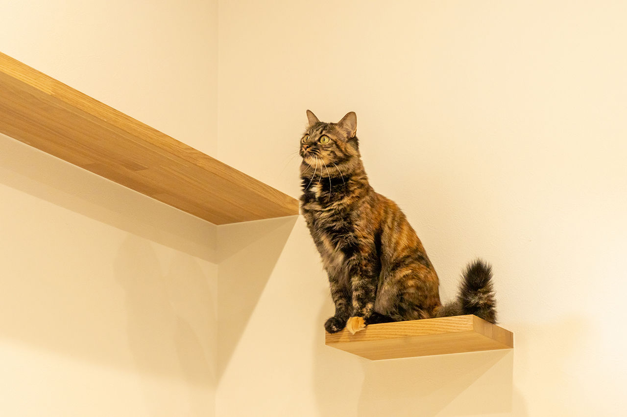 三昭堂 【愛知県知多郡/コの字型平屋/ペット】白い斜めの塗り壁がお洒落な、愛猫とも楽しく暮らす機能的な平屋の建築実例画像4