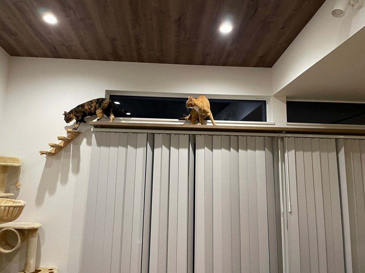 三昭堂 【津島市/L字型/キャットウォーク】愛猫と暮らす開放的でスタイリッシュな平屋の建築実例画像5