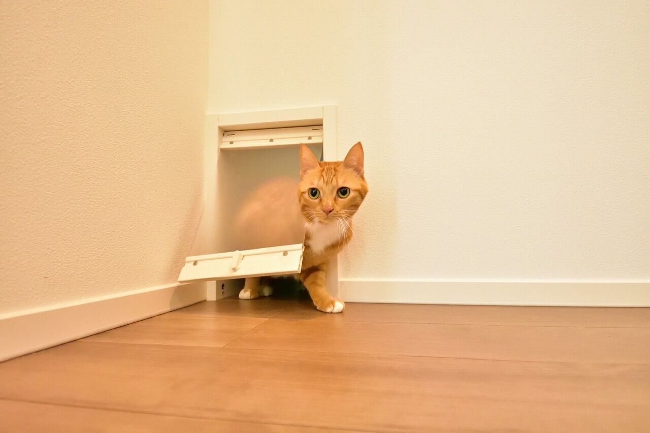 三昭堂 【津島市/L字型/キャットウォーク】愛猫と暮らす開放的でスタイリッシュな平屋の建築実例画像10