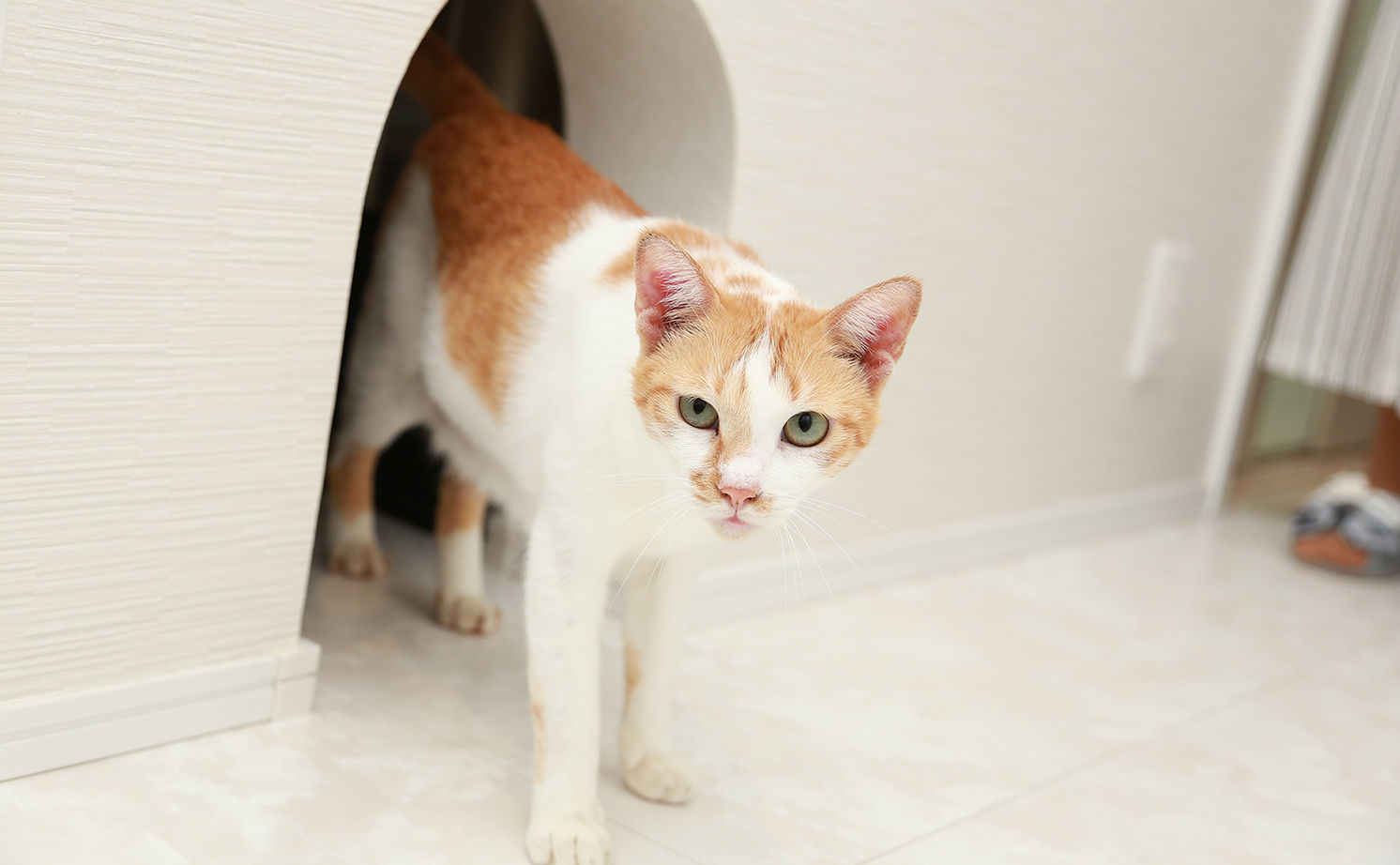 アサヒグローバルホーム 【2000万円台/間取り/ホテルライク】リビングから愛車を眺める、非日常を愉しむガレージハウスの建築実例画像14