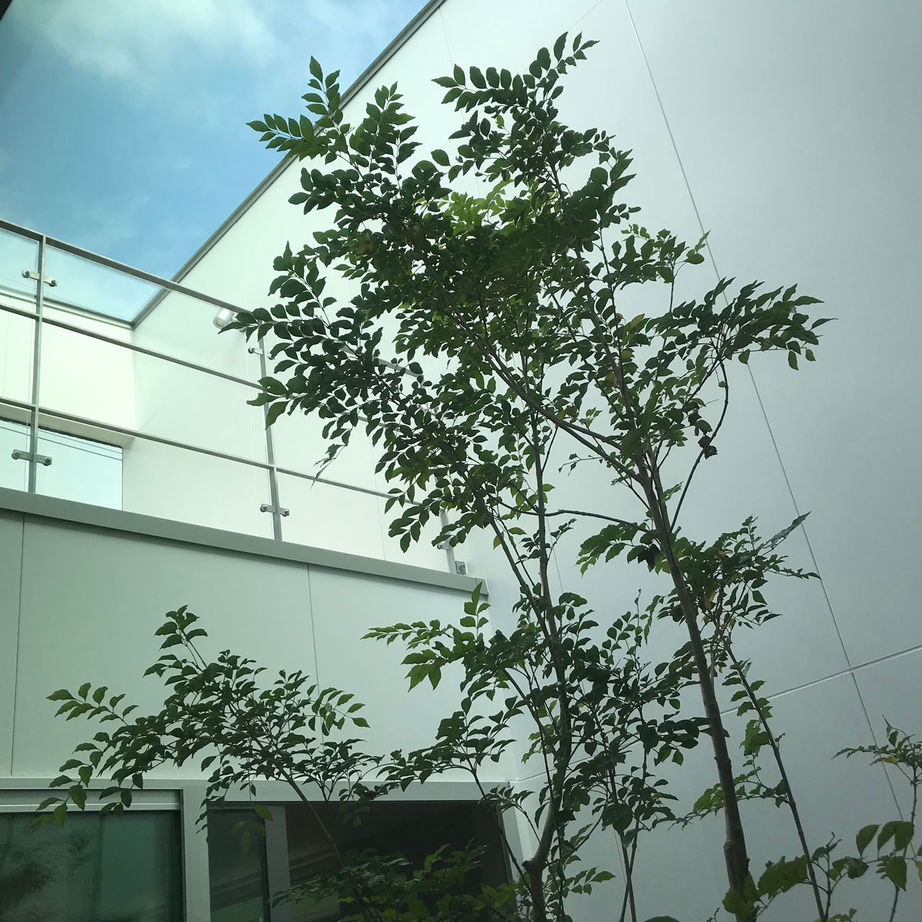 ロコハウス 【福岡県/2000万円台/４LDK/コートハウス/間取り図有】光と風の行き交う中庭が心地良い家の建築実例画像8