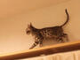 その他設備　キャットウォーク イメージ写真