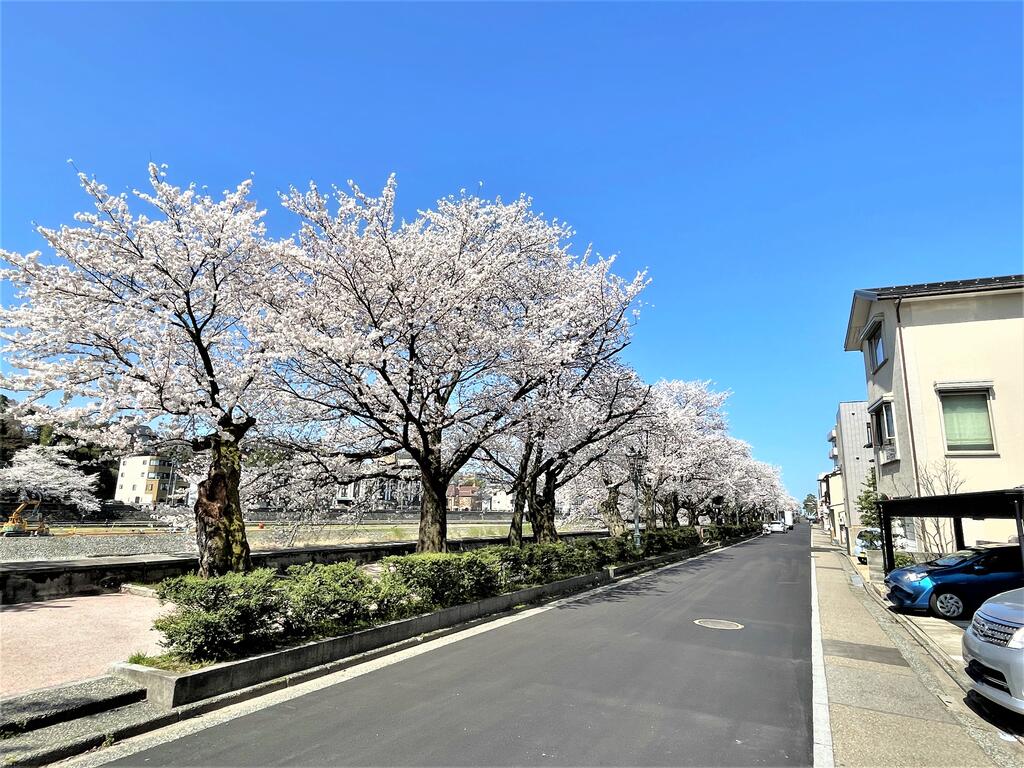眺望　目の前は桜並木。お部屋からお花見ができます。