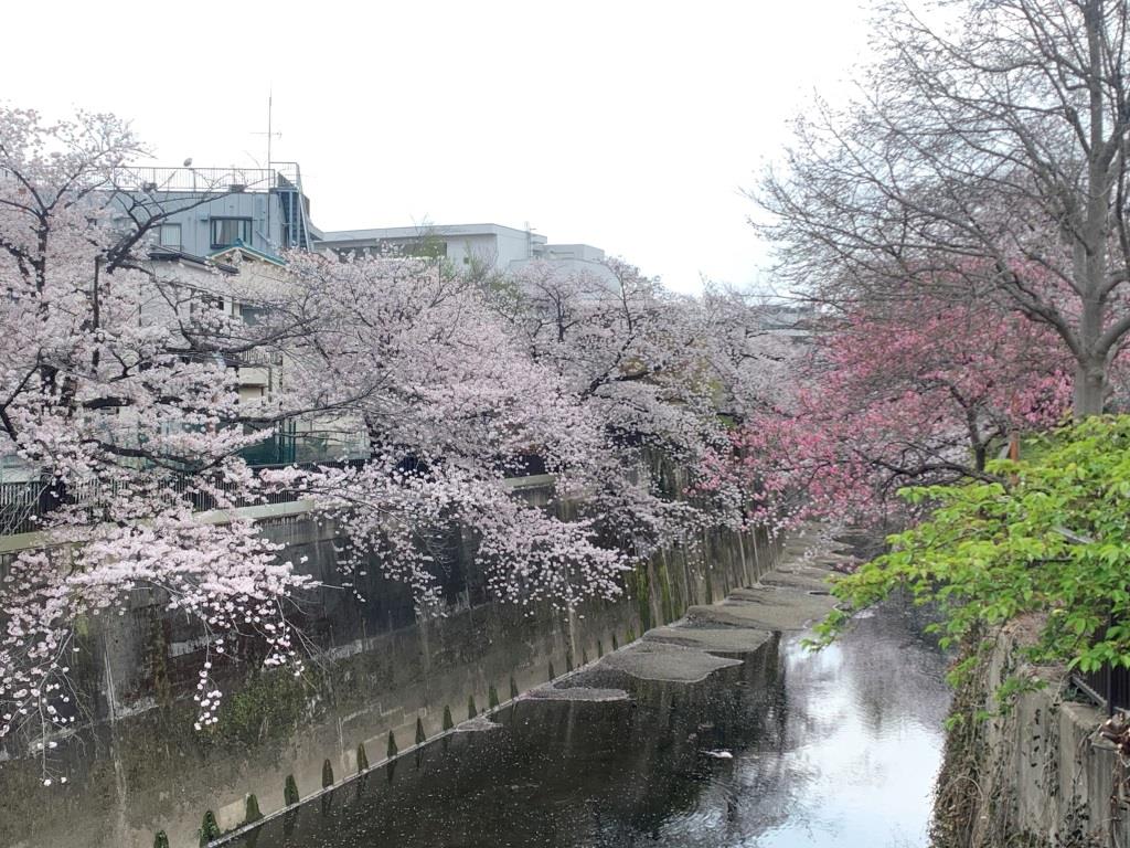 その他　徒歩圏内の石神井川です。