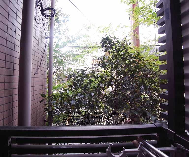 眺望　自然のある室外風景です。