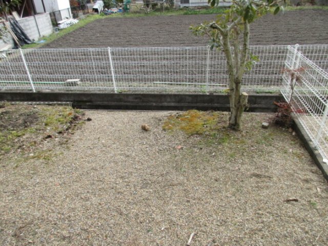庭