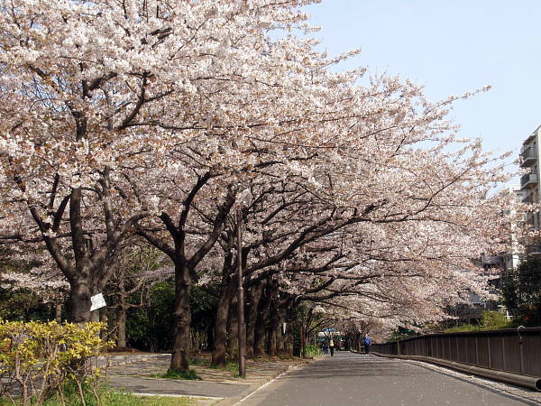 公園　仙台堀川公園の桜（公園）まで833m