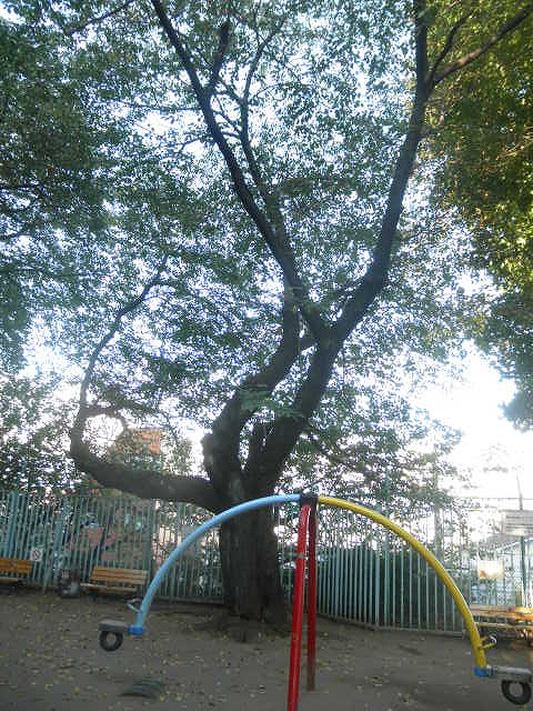 公園　区立神明北公園（公園）まで141m