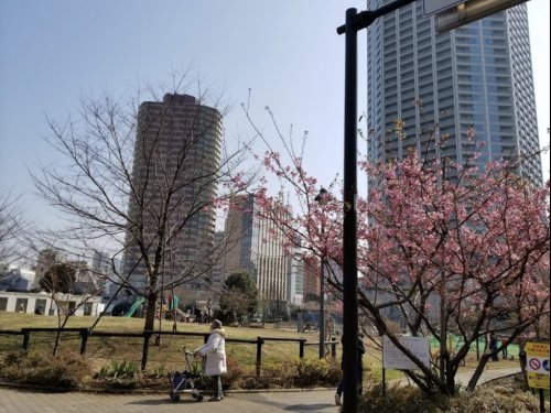 公園　新宿区立富久さくら公園（公園）まで1210m
