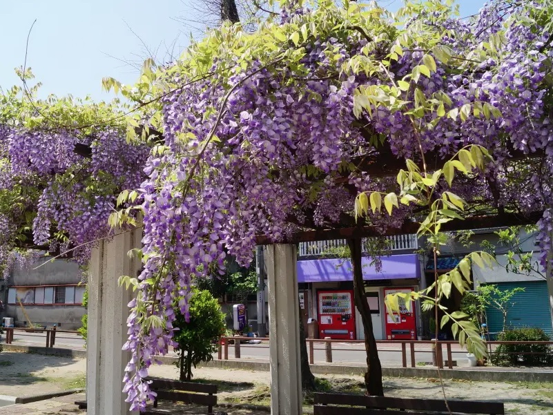 公園　松山公園（公園）まで397m