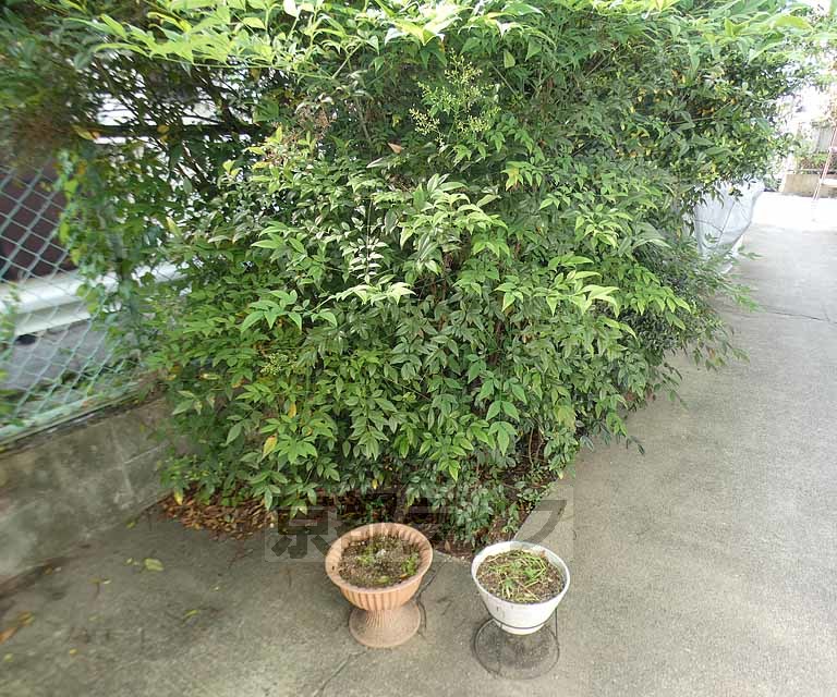 庭