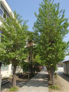 中学校　世田谷区立尾山台中学校（中学校）まで1968m