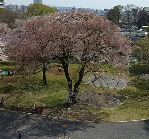 公園　中田遺跡公園（公園）まで712m