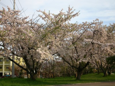 【小樽市若竹町のアパートの公園】