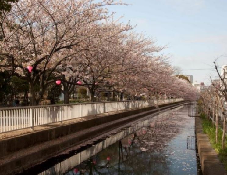 公園　仙台堀川公園の桜（公園）まで967m