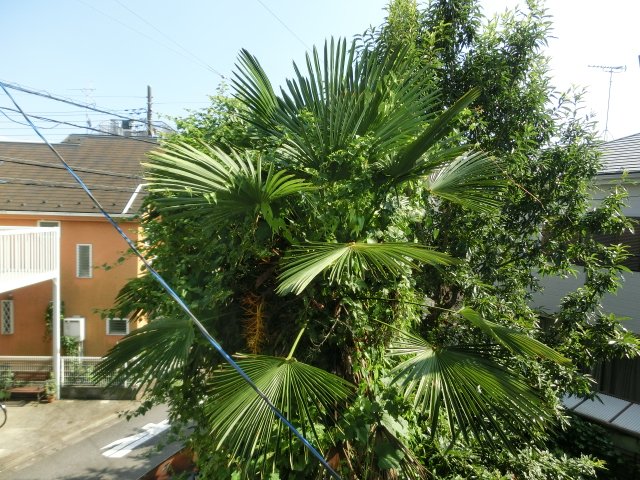 眺望　緑豊かな住環境。