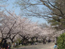 公園　夙川公園（公園）まで240m