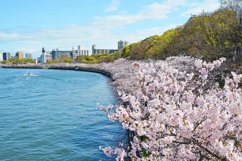 公園　毛馬桜之宮公園（公園）まで81m