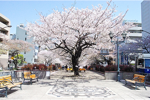 公園　播磨坂さくら並木（公園）まで773m