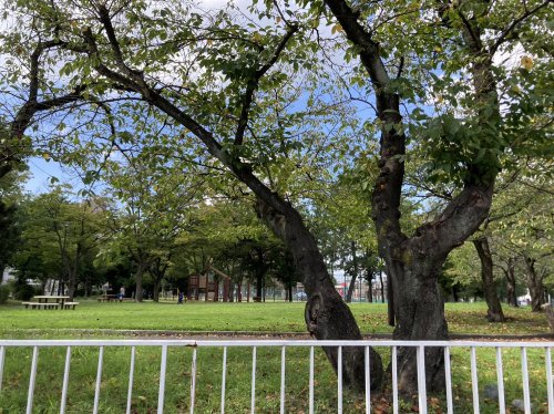 公園　露橋公園（公園）まで530m