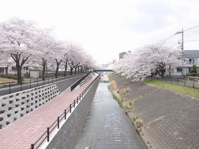 その他　物件前の桜並木（その他）まで10m