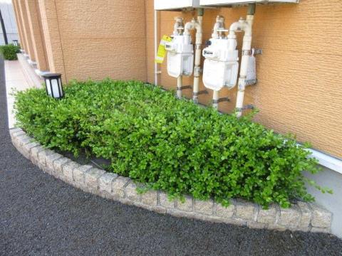 庭　庭（イメージ）