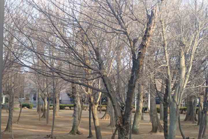 公園　宮内緑地公園（公園）まで518m