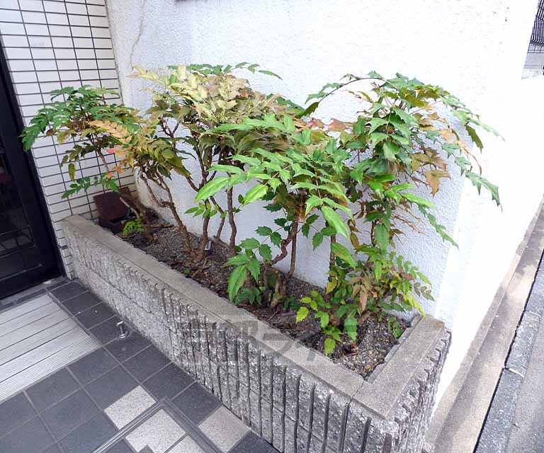 庭