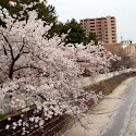 公園　石屋川公園（公園）まで911m
