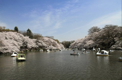 公園　東京都井の頭恩賜公園案内所（公園）まで1028m