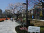 公園　新宿区立富久さくら公園（公園）まで516m