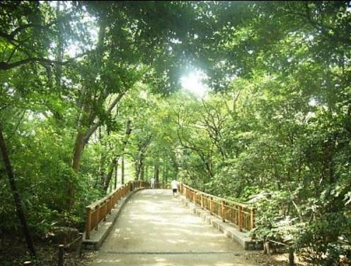 公園　林試の森公園（公園）まで330m