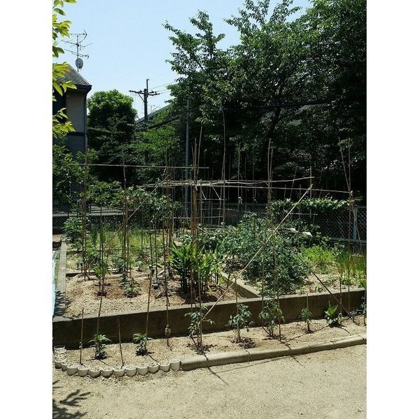 その他　裏庭・家庭菜園
