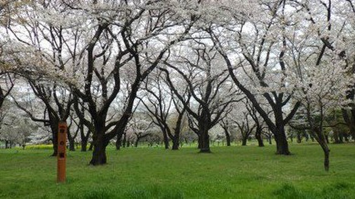 公園　小金井公園（公園）まで2800m