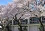 中学校　練馬区立南が丘中学校（中学校）まで249m
