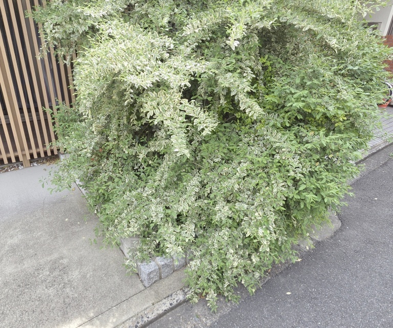 庭