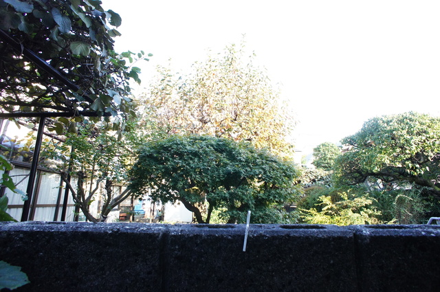 眺望　お部屋前には緑があるので、心癒されますね☆