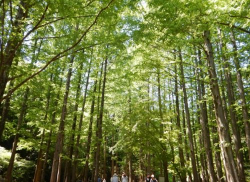 公園　生田緑地（公園）まで1267m