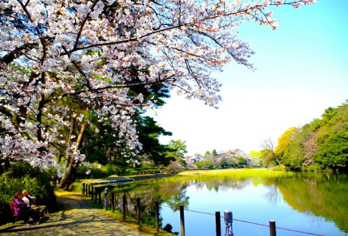 【大宮公園の公園】