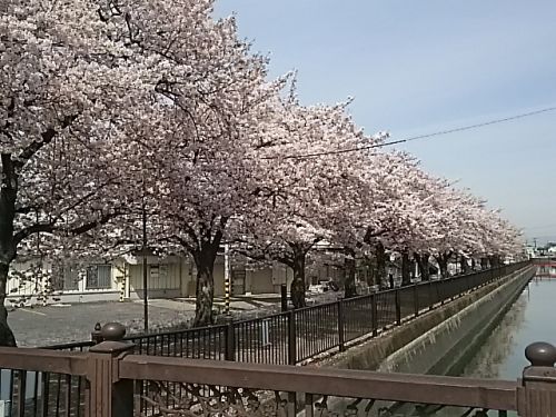 公園　さくら並木 葛西用水（公園）まで740m