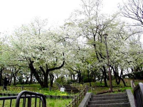 公園　常盤公園（公園）まで894m