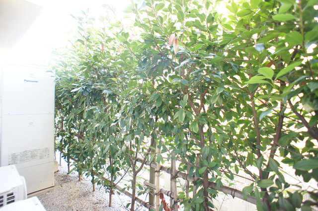 眺望　窓の外は植栽で仕切られています♪