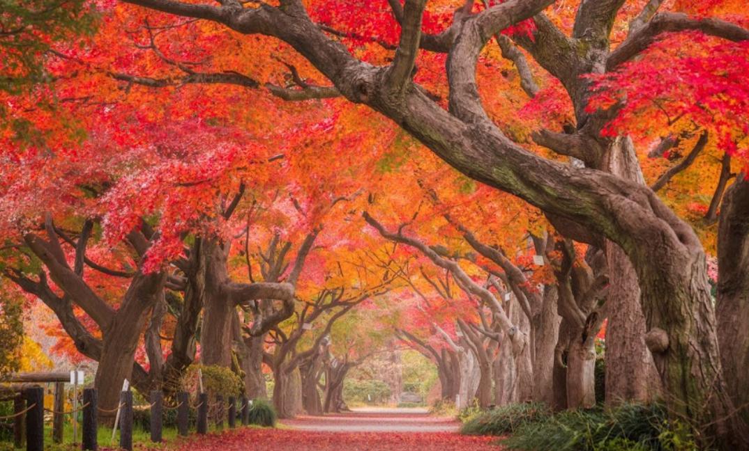 その他　東京大学大学院理学系研究科附属植物園(小石川植物園)（その他）まで1160m