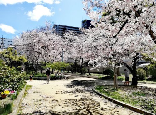 公園　高津公園（公園）まで205m