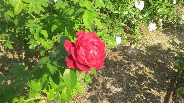 公園　中之島緑道（公園）まで718m