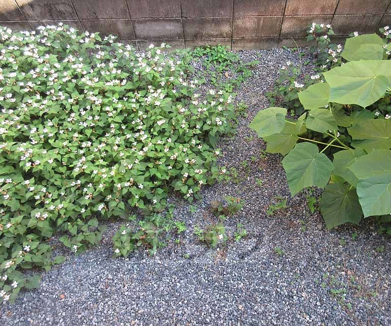 バルコニー　庭です